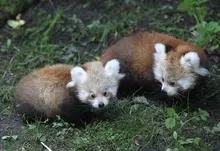 animals red pandas 2250x1483 wallpaper Art HD Wallpaper